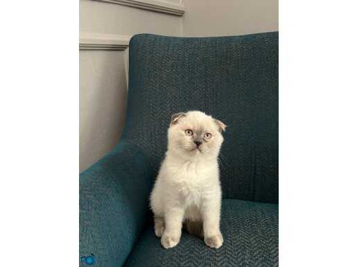 safkan scottish fold bebekler