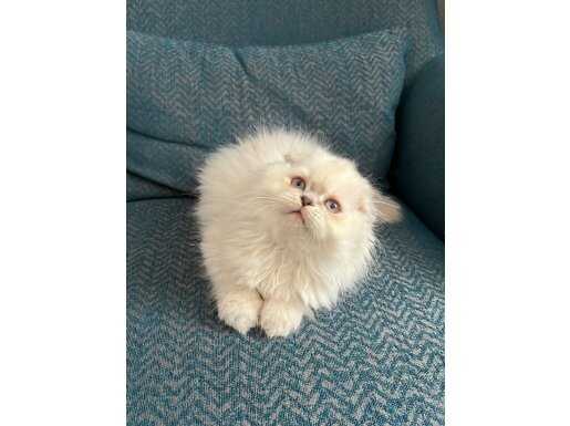 SAFKAN BLUE POİNT BEBEKLER