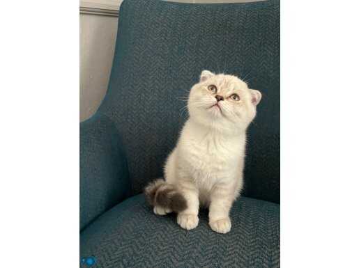 SAFKAN BLUE POİNT YAVRULAR