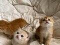 Orjinal British shorthair