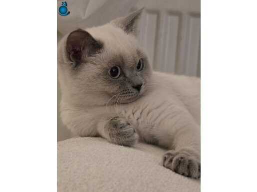 Mavi Bakışlı British Shorthair | 4 Aylık Sağlık Garantili Bebek