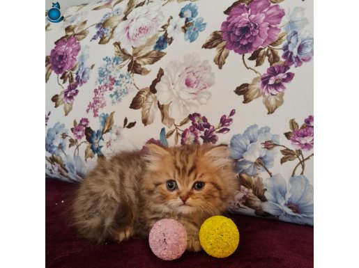 Kırklareli Çiftliğimizden Dolgun Kürklü British Longhair Yavruları