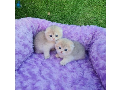 Pudra Tonlu Scottish Fold Yavruları – Secere Garantili Irk Kalitesi