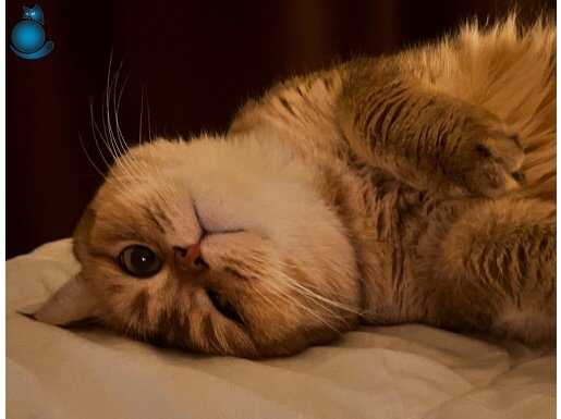 İki güzel kedi yeni bir yuva arıyor