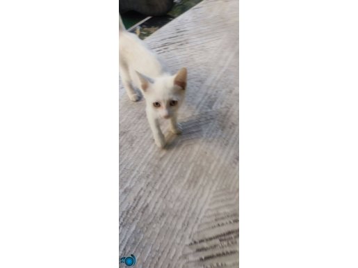Daha 2 aylik ankara kedisi çok oyuncu uysal bir kedi