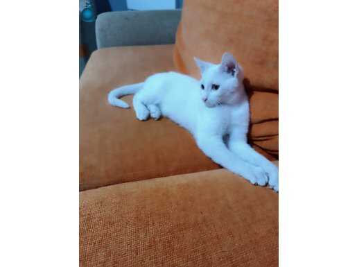 Ücretsiz sahiplendirme oyuncu Dişi 2 aylik