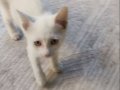 Daha 2 aylik ankara kedisi çok oyuncu uysal bir kedi