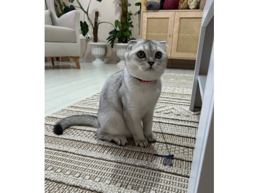 Ev Ortamında Büyümüş Silver Dişi