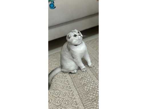 Gümüş Parıltılı Scottish Fold: Uysal ve Sosyal Yeni Aile Üyesi