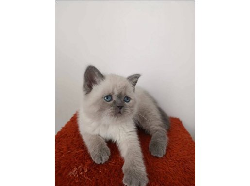 Ev Ortamında Büyümüş Üst Düzey Yavrular