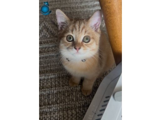 Ev ortamında büyüyen ilk iç dış parazit aşıları yapıldı