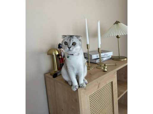 Ev ortamında büyümüş kendi kedimin yavrusu