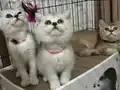 Ev ortamında büyüyen minikler