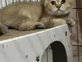 Ev ortamında büyüyen minikler