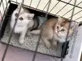 Ev ortamında büyüyen minikler