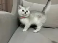Ev ortamında büyüyen minikler