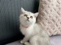 Pamuk şekeri silvir dişi