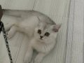 Pamuk şekeri silvir dişi