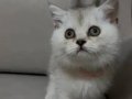 Pamuk şekeri silvir dişi