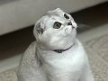 Gümüş Parıltılı Scottish Fold: Uysal ve Sosyal Yeni Aile Üyesi