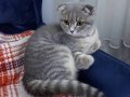 Scotfish uysal ve akıllı bir kedi 