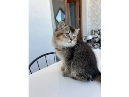 Black Golden Shorthair Safkan