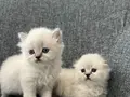 British Longhair Yavrular 