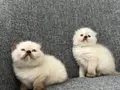 British Longhair Yavrular 