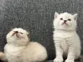 British Longhair Yavrular 