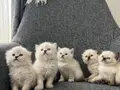 British Longhair Yavrular 