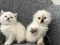 British Longhair Yavrular 