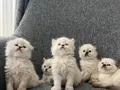 British Longhair Yavrular 