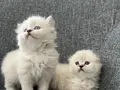 British Longhair Yavrular 