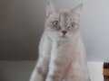 british shorthair disi