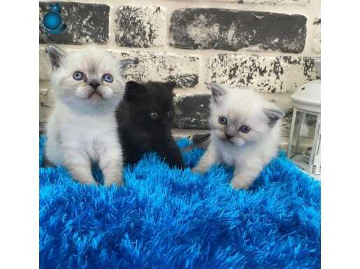 Harika Renklerde Yavrular