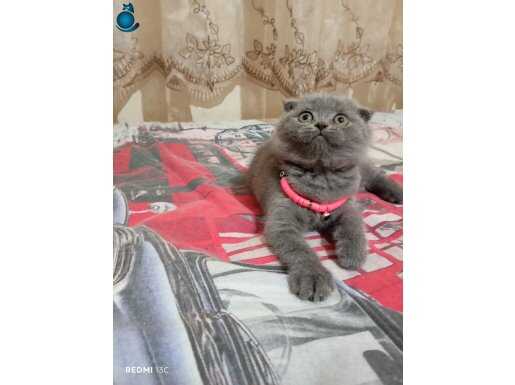 Scottish fold aşkı