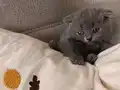 Minik Pandalar