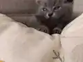 Minik Pandalar