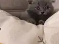 Minik Pandalar