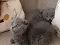 Minik Pandalar