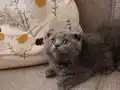 Minik Pandalar