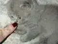 Minik Pandalar