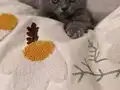 Minik Pandalar