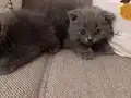 Minik Pandalar