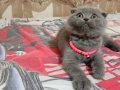 Minik Jaguar larım