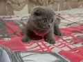 Minik Jaguar larım