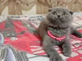 Minik Jaguar larım