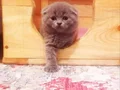Minik Jaguar larım
