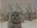 Minik Jaguar larım