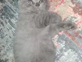 Minik Jaguar larım